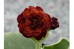 Brown double auricula