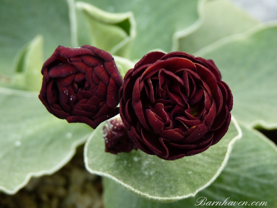 Brown double auricula
