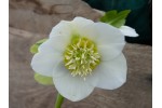 Lenzrose anemone