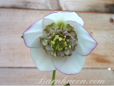 Hellebore coeur d'anemone tons clairs