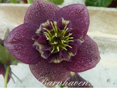 Helleborus x hybridus 'Barnhaven Hybriden' - Anemonenblütige, dunkel