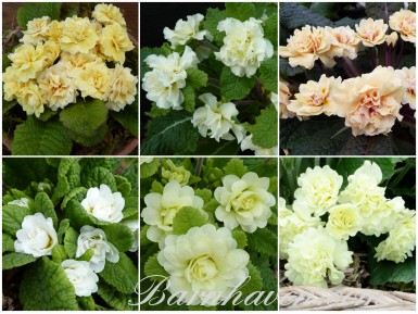Yellow and cream Double primroses