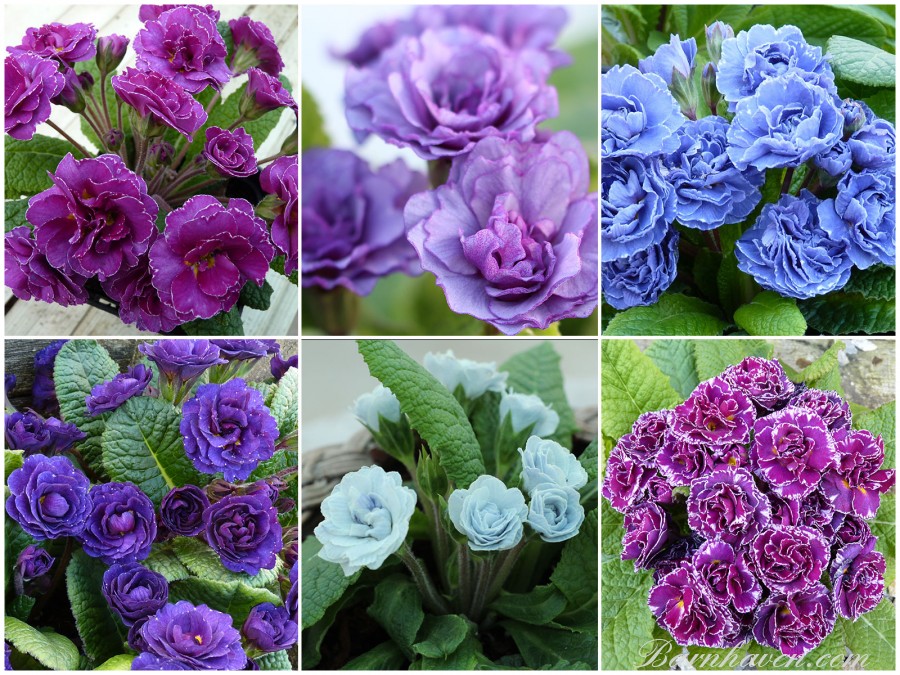 Collection of double primroses - blue, purple, pink