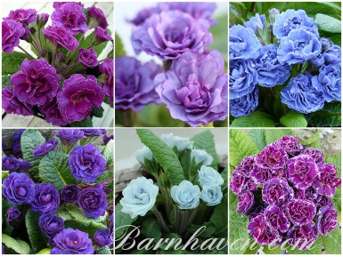Collection of double primroses - blue, purple, pink