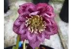 Helleborus x hybridus 'Hybrides de Barnhaven' - Rose foncé Double