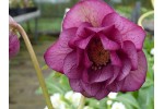 Helleborus x hybridus 'Hybrides de Barnhaven' - Rose foncé Double
