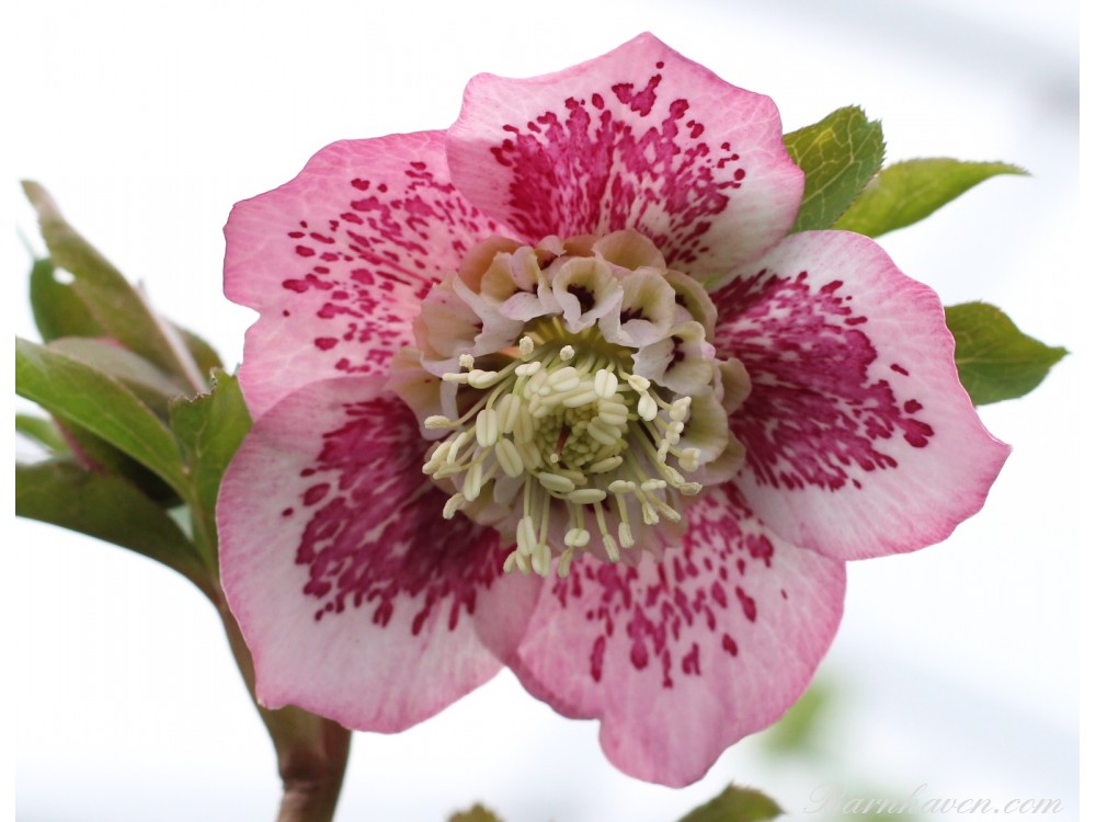 Helleborus x hybridus 'Hybrides de Barnhaven' Coeur d'Anemone' Tons rose