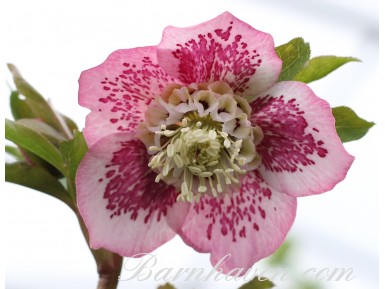 Hellebore pink anemone centre