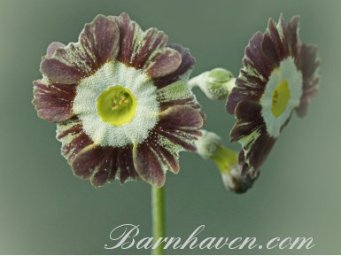 Striped auricula Handsome Lass