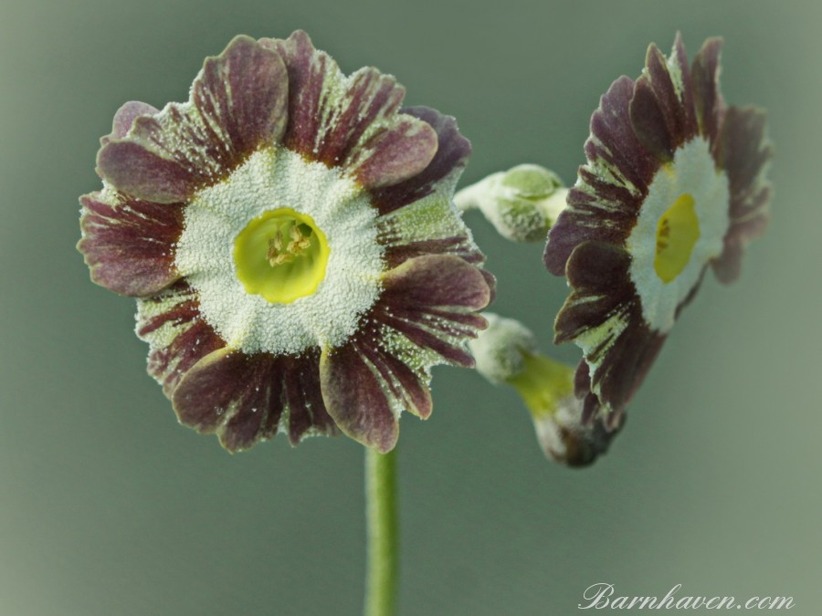 Striped auricula Handsome Lass