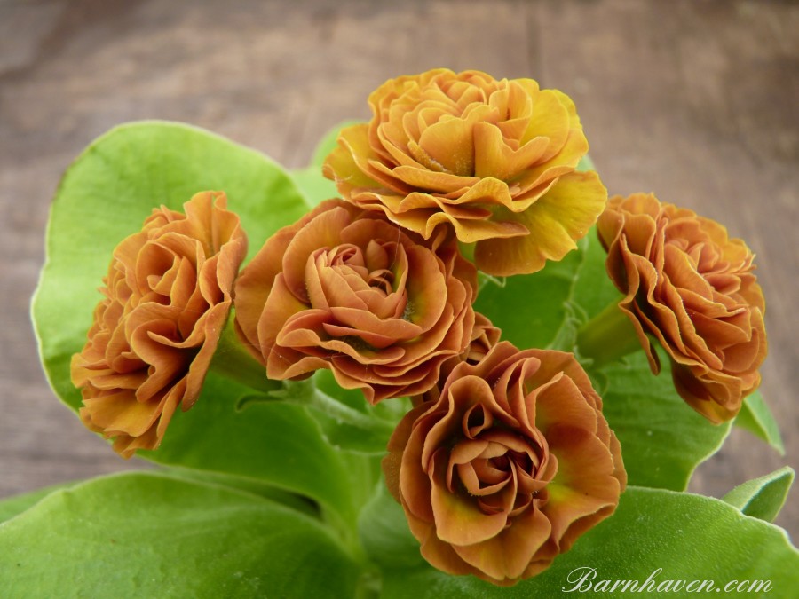 Double auricula Forest Cappucino