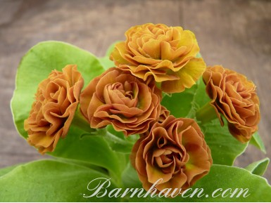 Double auricula Forest Cappucino