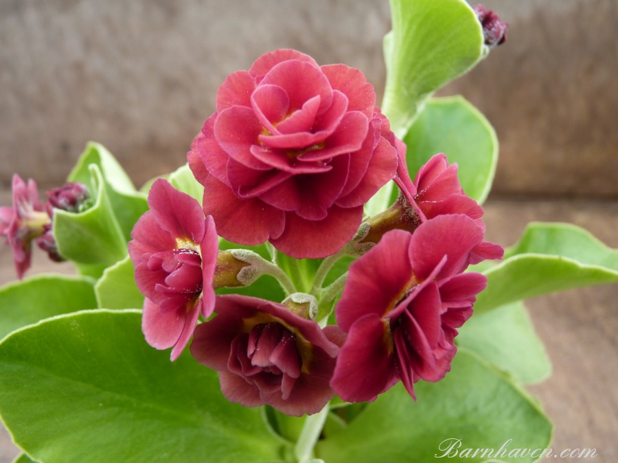 Double auricula Forest Fire