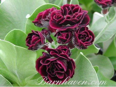 Double auricula Funny Valentine