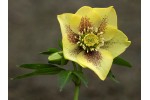 Helleborus x hybridus Yellow Spotted