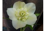 Yellow anemone centred hellebore