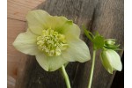 Yellow anemone centred hellebore