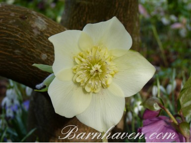 Helleborus x hybridus 'Hybrides de Barnhaven' - Coeur d'anemone tons jaunes