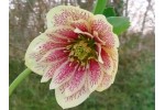 Hellebore seed double yellow spotted