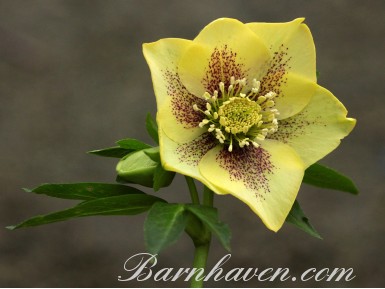 Helleborus x hybridus 'Barnhaven Hybrids' Single Yellow Spotted Shades