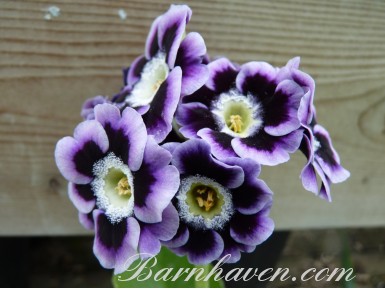 BARNHAVEN BORDER AURICULAS - Shaded violet shades