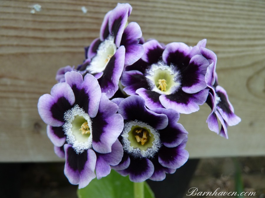 Gartenaurikel Violett schattiert