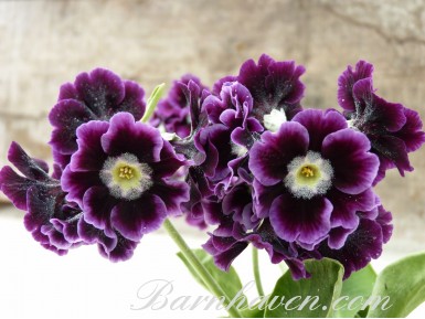 BARNHAVEN BORDER AURICULAS - Shaded Purple shades