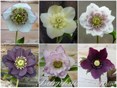 BARNHAVEN HELLEBORE HYBRIDS - Hand-pollinated plant collection - Special Collection