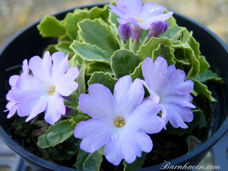Alpinprimel Stradbrook Lilac Lustre