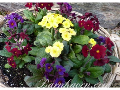 PRIMULA COWICHAN Seed mix