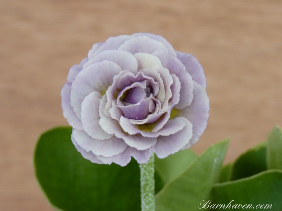 Double auricula Firsby