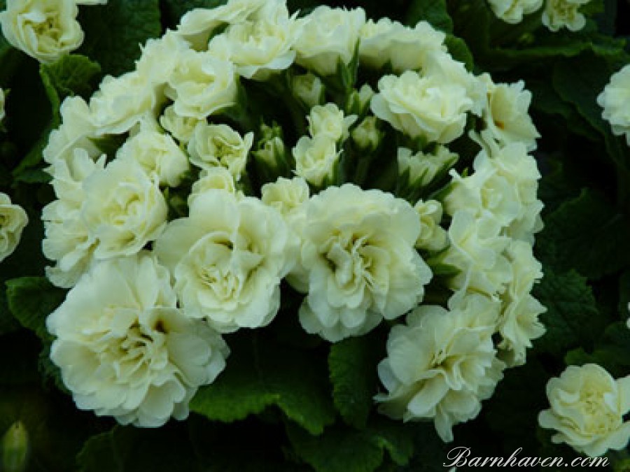 Primula Bouquet