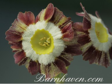 Primula auricula Likely Lad