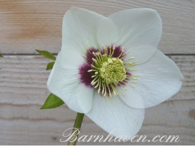 Hellebore White red centre