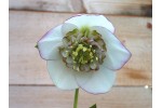 Helleborus x hybridus 'Hybrides de Barnhaven' Blanc anemone