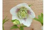 Helleborus x hybridus 'Barnhaven Hybriden'- Anemonenblütige, Weiss