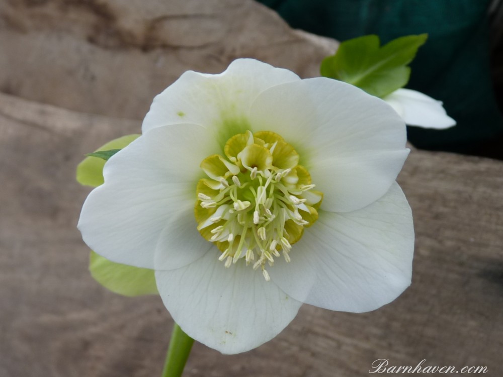 Helleborus x hybridus Blanc anemone