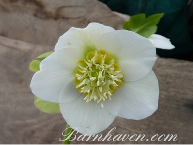 Helleborus x hybridus 'Hybrides de Barnhaven' - Coeur d'anemone blanc