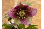 Red and green anemone centred hellebore