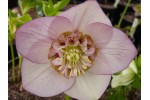 Helleborus x hybridus 'Hybrides de Barnhaven' Coeur d'anemone - Melange