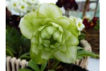 White and Green Double hellebores