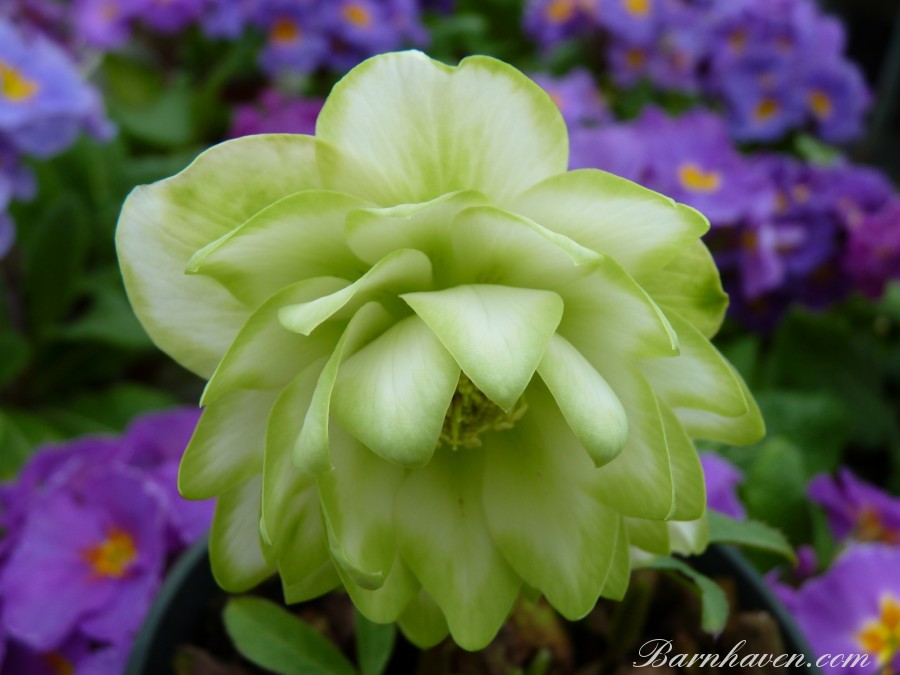 White and Green Double hellebores