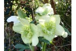 Hellebore Anemone White and Green