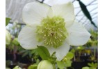 Hellebore coeur d'anemone vert et blanc