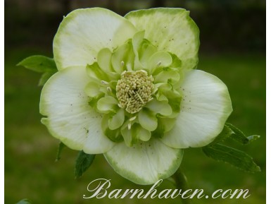 Helleborus x hybridus 'Hybrides de Barnhaven' - Coeur d'anémone Vert et Blanc