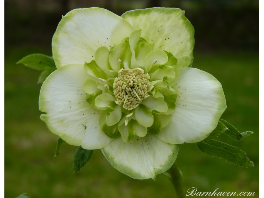 Hellebore coeur d'anemone vert et blanc