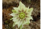 Double yellow spotted hellebore