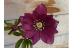 Double hellebore red