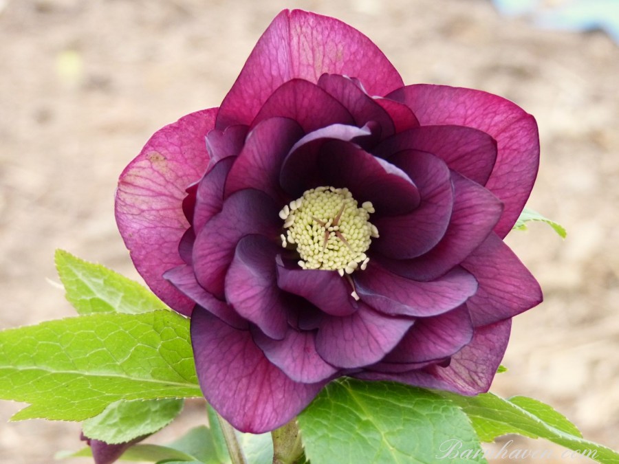 Double hellebore red