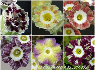 Striped auricula collection 